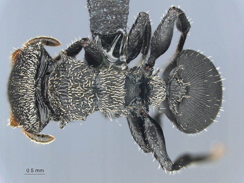 File:MCZ ENT Cephalotes hamulus had.jpg