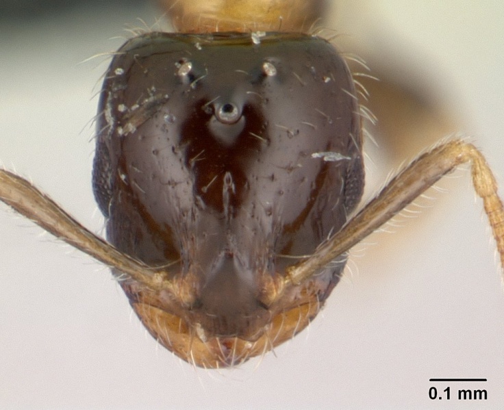 File:Monomorium floricola casent0188858 head 1.jpg