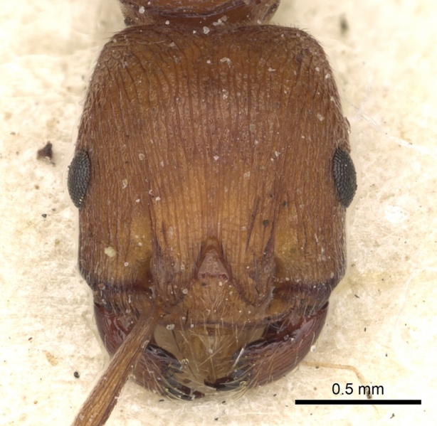 File:Pogonomyrmex tenuipubens casent0281113 h 1 high.jpg