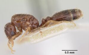 Solenopsis seychellensis casent0101221 profile 1.jpg