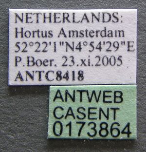 Technomyrmex vitiensis casent0173864 label 1.jpg