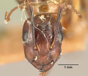 Camponotus hova hovoides casent0101855 head 1.jpg