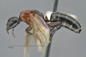 Camponotus hyatti hal1x.jpg