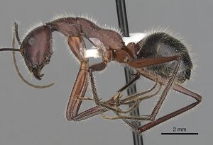 Camponotus intrepidus casent0280211 p 1 high.jpg