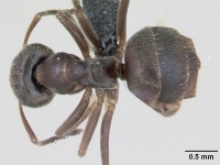 Lasius platythorax casent0172747 dorsal 1.jpg