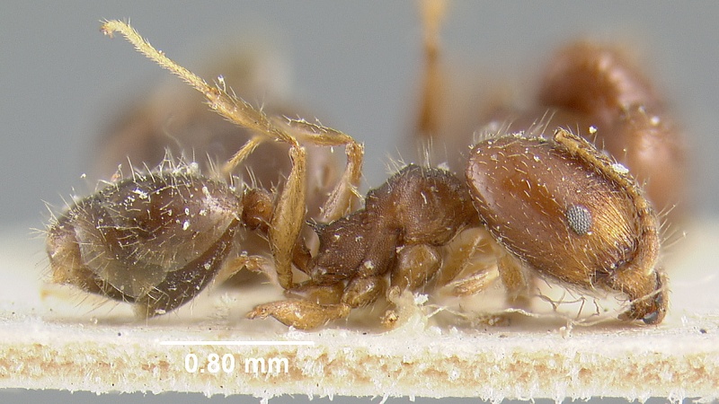 File:MCZ-ENT00020725 Pheidole proserpina hal.jpg