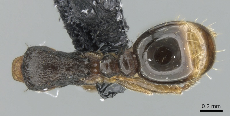 File:Tetramorium hungaricum casent0906116 d 1 high.jpg