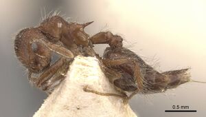 Crematogaster evallans casent0908444 p 1 high.jpg