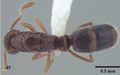 Hypoponera wroughtonii queen D.jpg