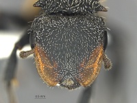 MCZ ENT Cephalotes unimaculatus hef.jpg