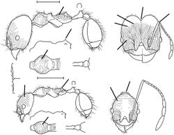 Pheidole laelaps Wilson 2003.jpg