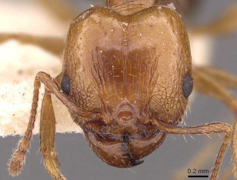 File:Pheidole nitidula casent0908150 h 1 high.jpg