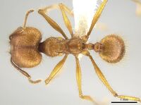 Pheidole savegre CASENT0646332 d.jpg