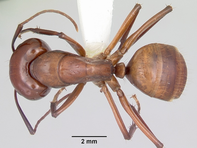File:Camponotus castaneus casent0104977 dorsal 1.jpg