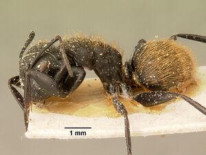Camponotus darwinii rubropilosus casent0101194 profile 1.jpg