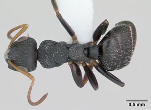 Camponotus sanctaefidei casent0173447 dorsal 1.jpg