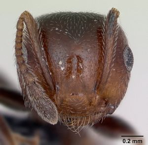 Crematogaster scutellaris casent0173120 head 1.jpg