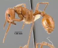 MCZ-ENT00023171 Pogonomyrmex californicus subsp sinaloanus hal.jpg