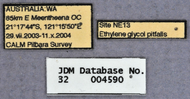 File:Melophorus orthonotus major labels JDM32-004590.jpg