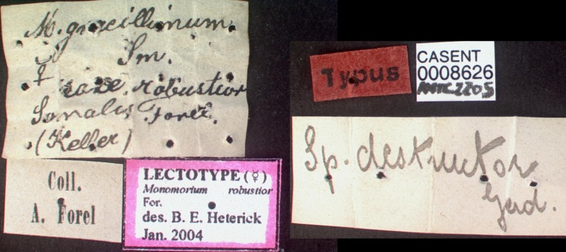 File:Monomorium robustior casent0008626 label 1.jpg