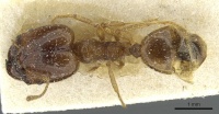 Pheidole brunnescens casent0913282 d 1 high.jpg