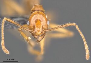 Pheidole crassinoda casent0284031 h 2 high.jpg