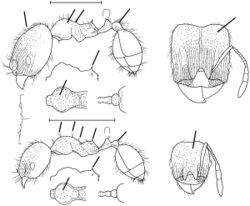 Pheidole grex Wilson 2003.jpg