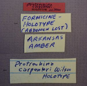 Protrechina carpenteri holotype labels.JPG