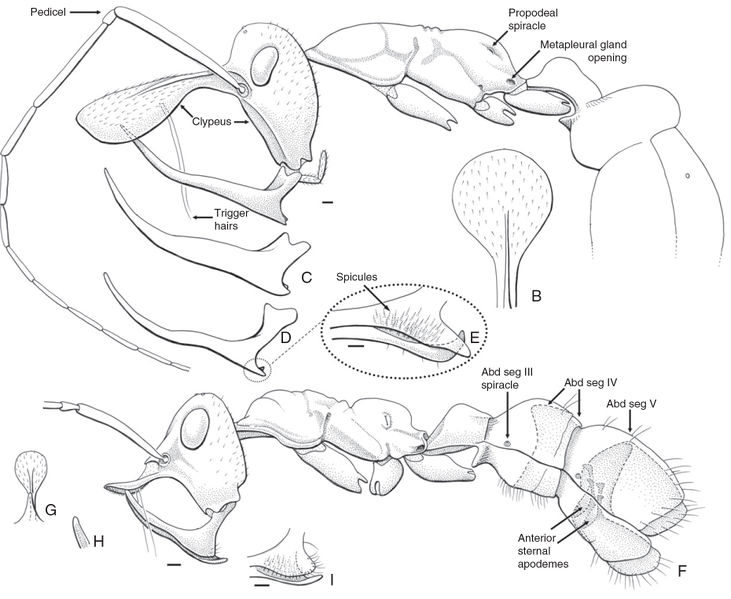 File:Barden et al-2017-Systematic Entomology-5.jpg