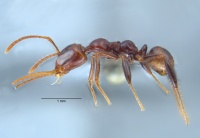 Myrmoteras glabrum w lateral.jpg