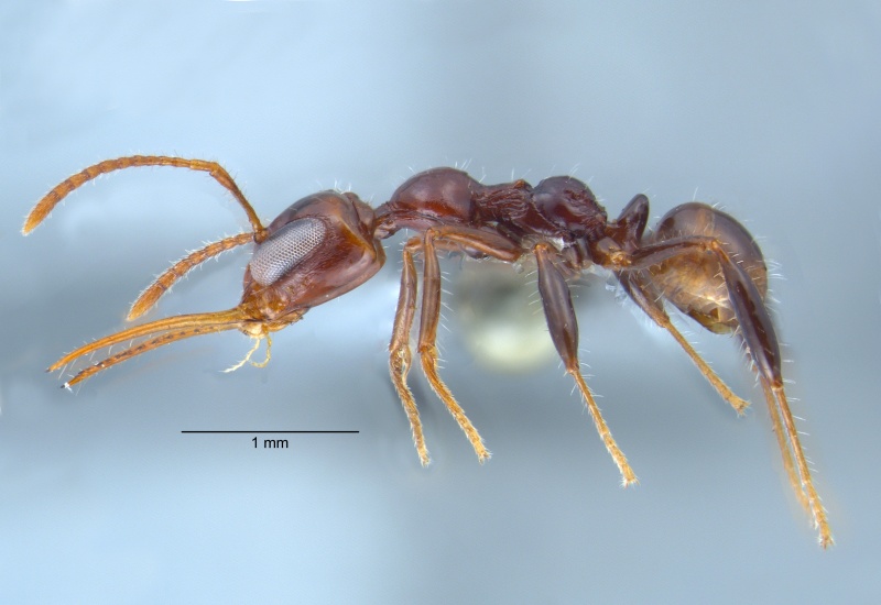 File:Myrmoteras glabrum w lateral.jpg