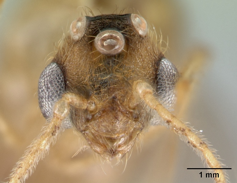 File:Pheidole vulcan casent0137444 h 1 high.jpg