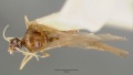 Pheidole williamsi castype00444-02 dorsal 1.jpg