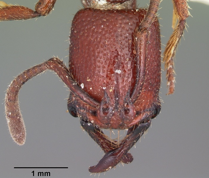 File:Plectroctena hastifera casent0102917 head 1.jpg