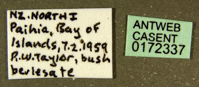 File:Ponera leae ANIC32-046632 label CAS0172337-Antwiki.jpg