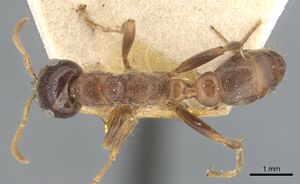 Pseudomyrmex dendroicus casent0904052 d 1 high.jpg