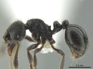 Adelomyrmex bispeculum casent0618512 p 1 high.jpg