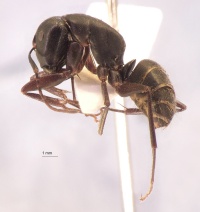 Camponotus-saxatilis-lateral-am-lg.jpg