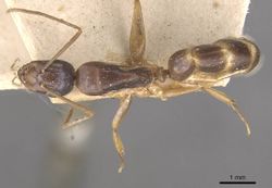 Camponotus ostiarius casent0910559 d 1 high.jpg