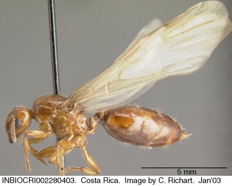 File:Crematogaster stollii inbiocri002280403 p 2 high.jpg