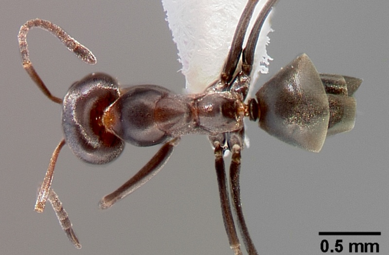 File:Dorymyrmex insanus casent0005319 dorsal 1.jpg