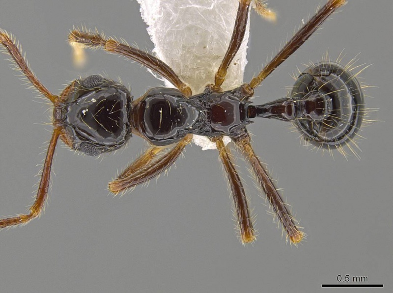 File:Megalomyrmex mondaboroides inb0003622334 d 1 high.jpg