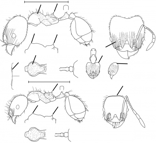 Pheidole nasutoides Wilson 2003.jpg