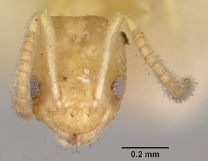 Plagiolepis exigua casent0101307 head 1.jpg