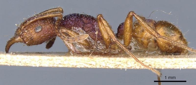 File:Rhytidoponera croesus casent0903833 p 1 high.jpg