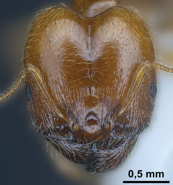 File:Seifert, B Pheidole balcanica hef.jpg