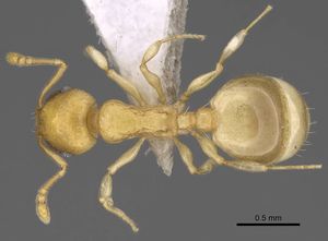 Temnothorax subtilis casent0914635 d 1 high.jpg