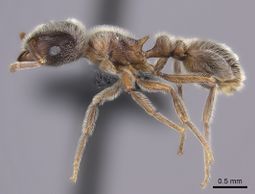 Tetramorium gabonense casent0090033 p 1 high.jpg