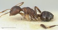 Camponotus bruneiensis focol2279 p 1 high.jpg