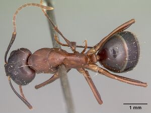 Camponotus maculatus casent0104633 dorsal 1.jpg